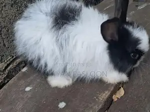Angora Rabbit
