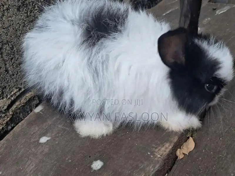 Angora Rabbit