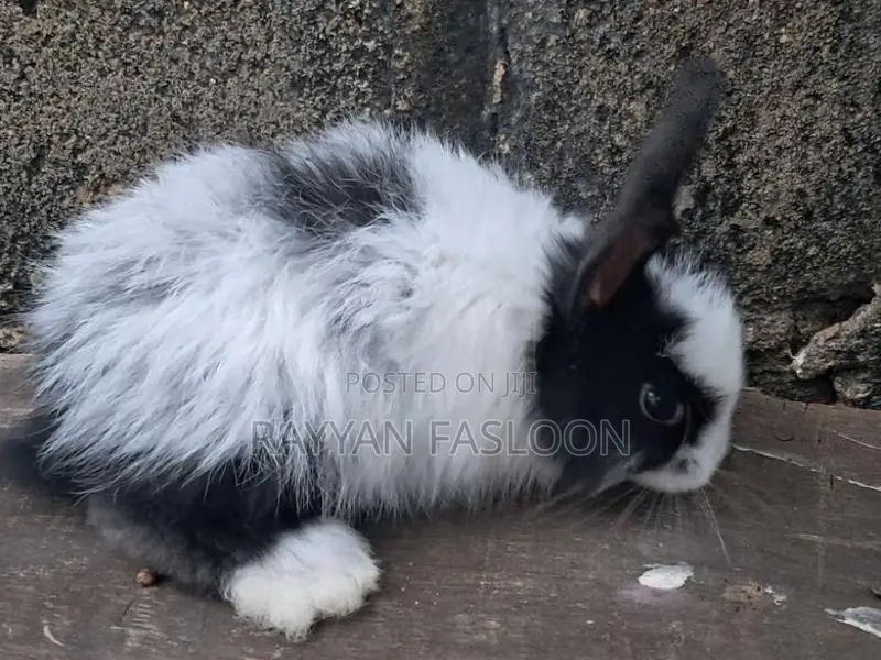 Angora Rabbit