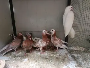 புறாக்கள்