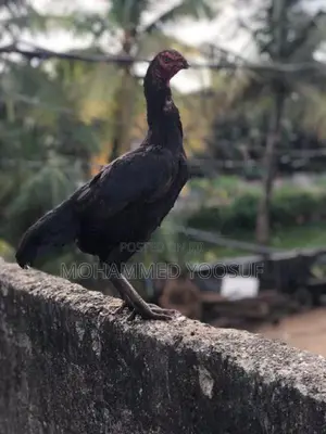 Rooster