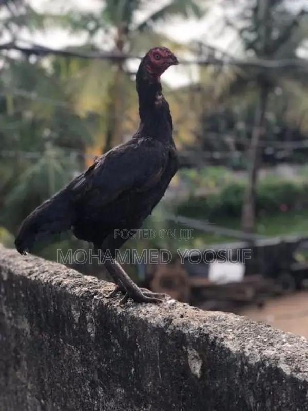 Rooster