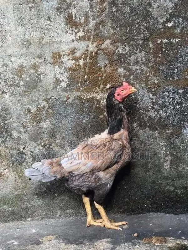 Rooster