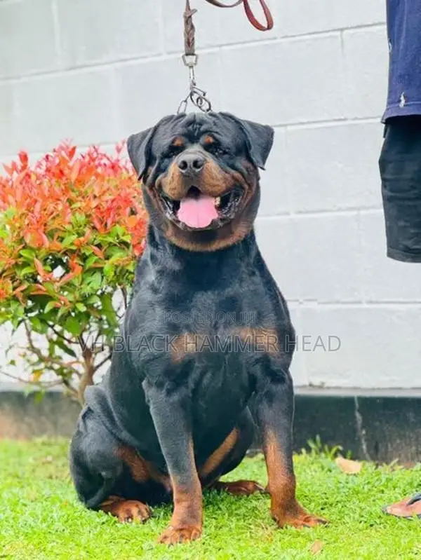 Rottweiler Puppy KASL