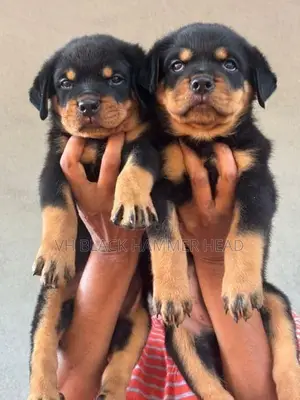 Rottweiler Puppy KASL