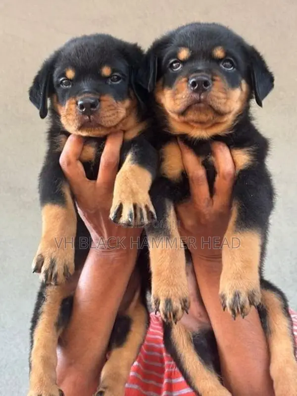 Rottweiler Puppy KASL