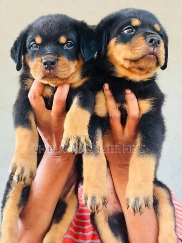 Rottweiler Puppy KASL