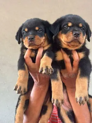 Rottweiler Puppy KASL