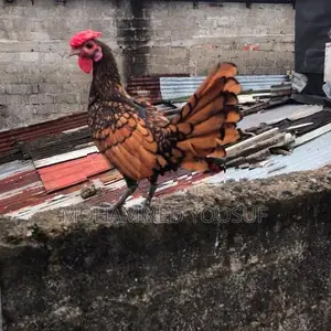 Sabait Chick