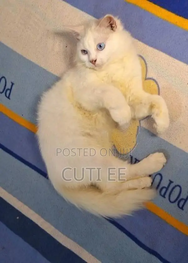 Perisan Cat
