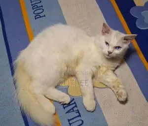 Perisan Cat