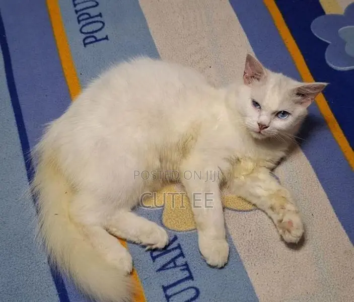 Perisan Cat