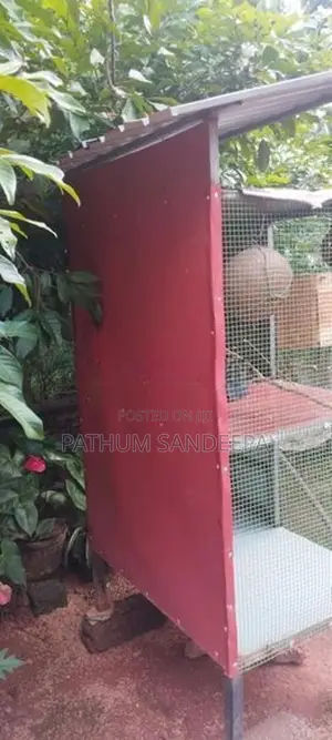 Birds Cage