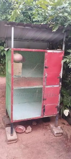 Birds Cage