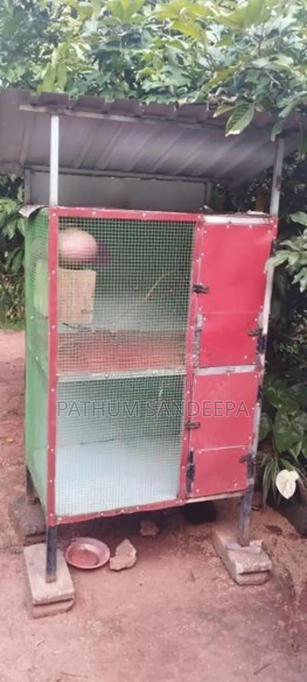 Birds Cage