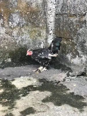 Ben Ten Chick