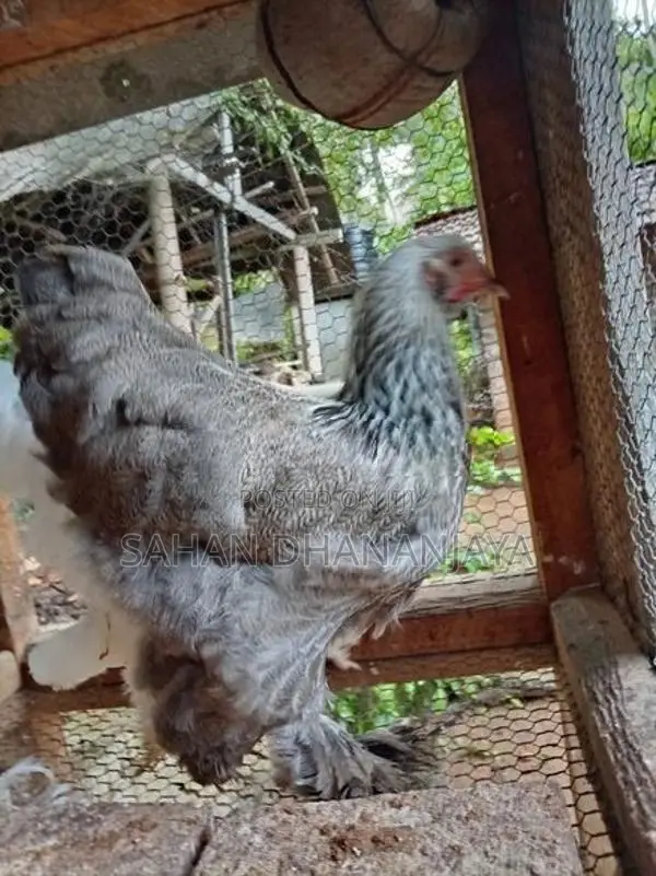 නීරෝගී බ්‍රාමා කිකිළියන්