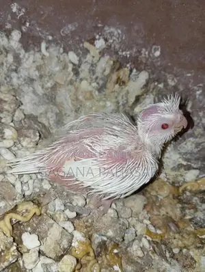 Cockatiel Birds