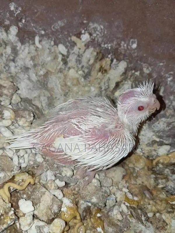 Cockatiel Birds