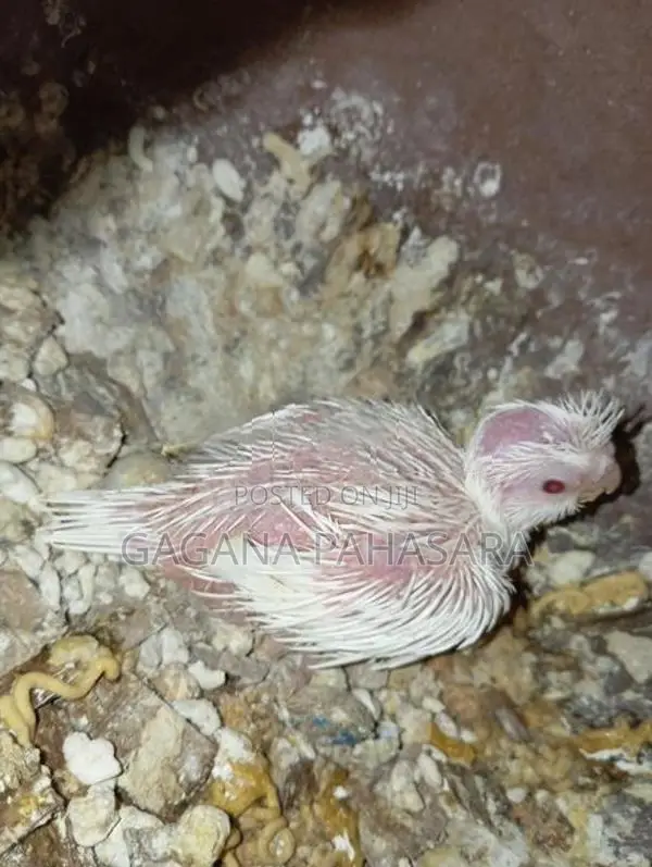 Cockatiel Birds