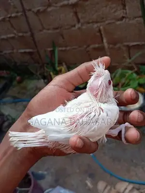 Cockatiel Birds