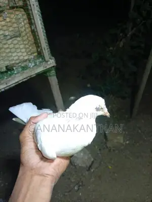 Indian Pigeons