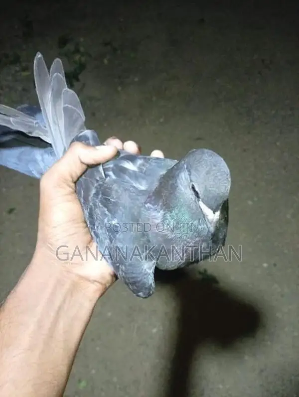 Indian Pigeons