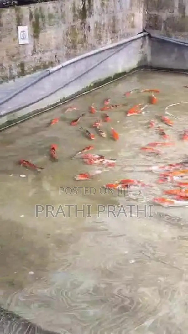 Carp Fish