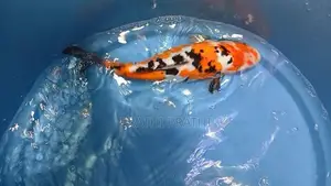 Carp Fish