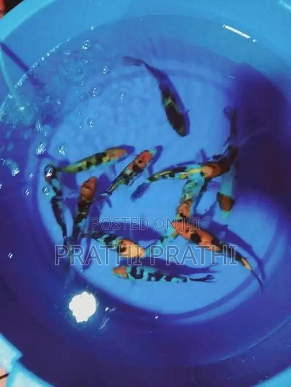 Carp Fish