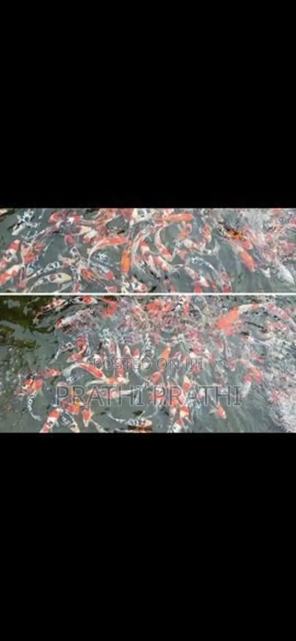 Carp Fish