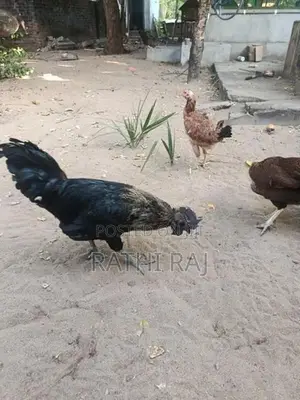 நாட்டு சேவல்