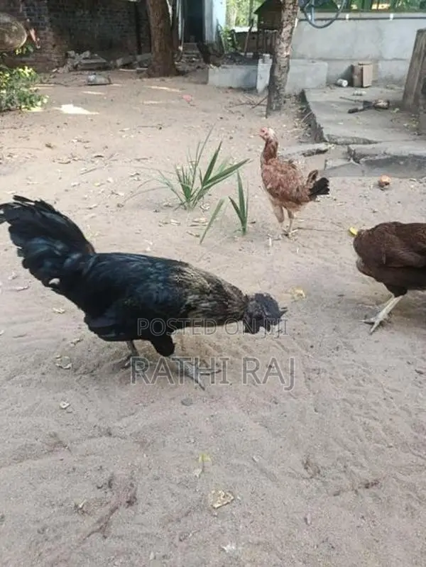 நாட்டு சேவல்