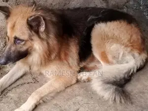 German Shepherd Dog