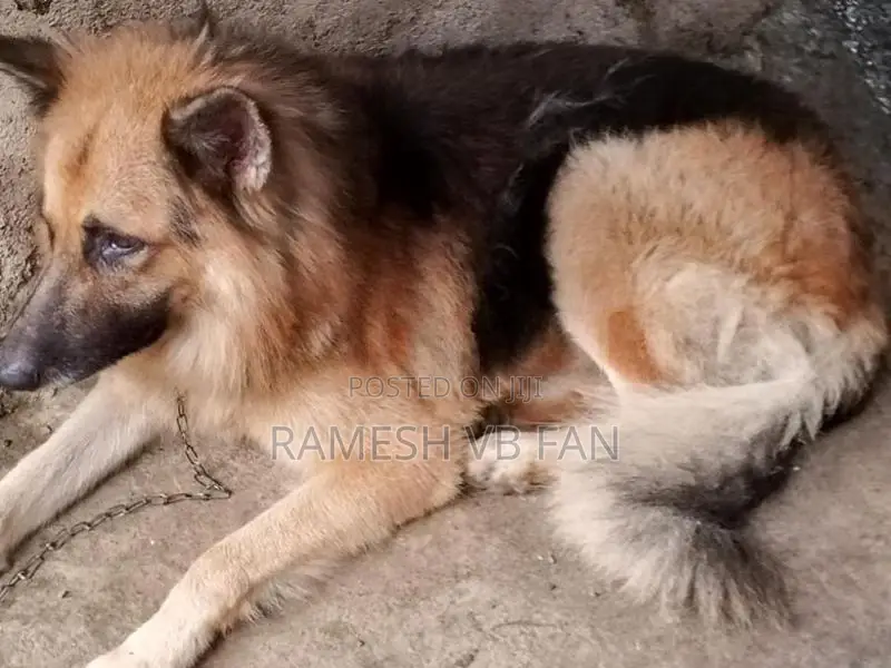 German Shepherd Dog