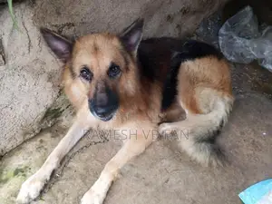 German Shepherd Dog