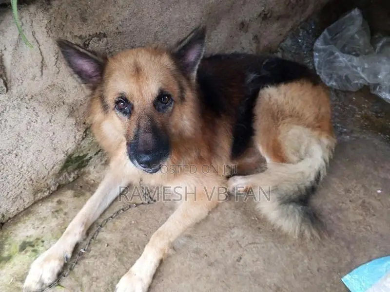 German Shepherd Dog