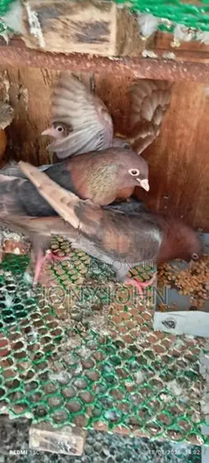 Pigeons
