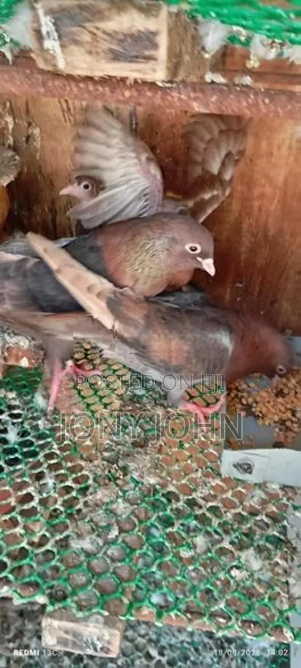 Pigeons