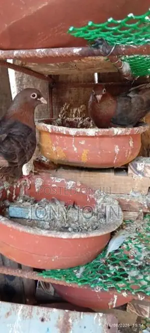 Pigeons