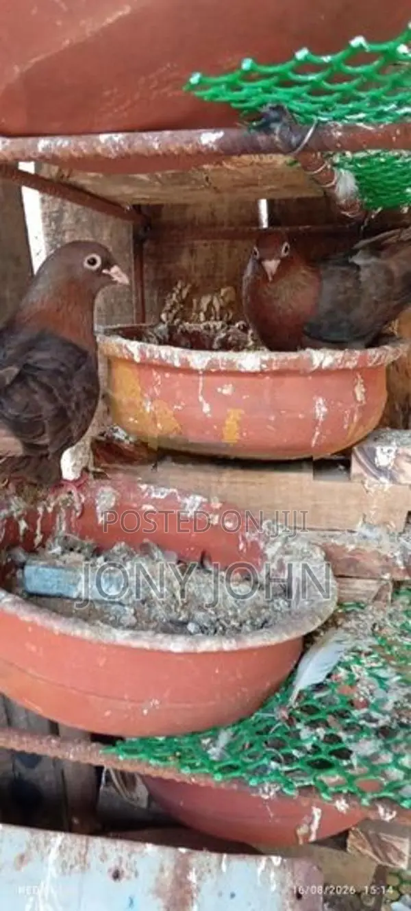 Pigeons