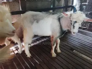 Saanen Goats