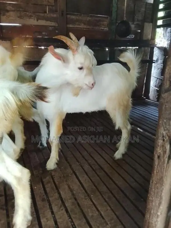 Saanen Goats
