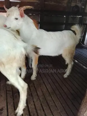 Saanen Goats