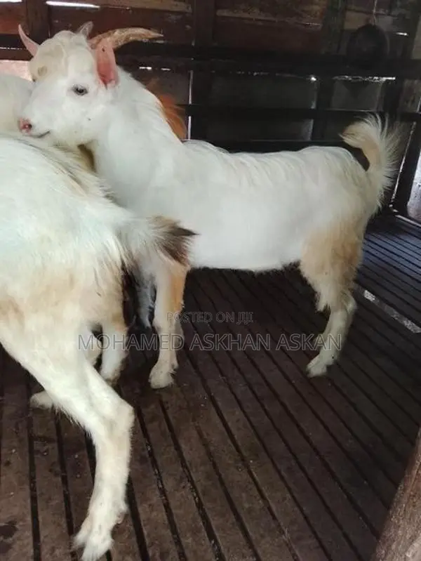 Saanen Goats