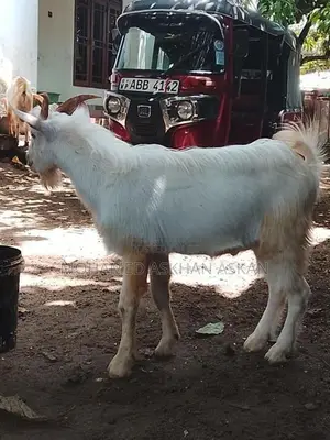 Saanen Goats