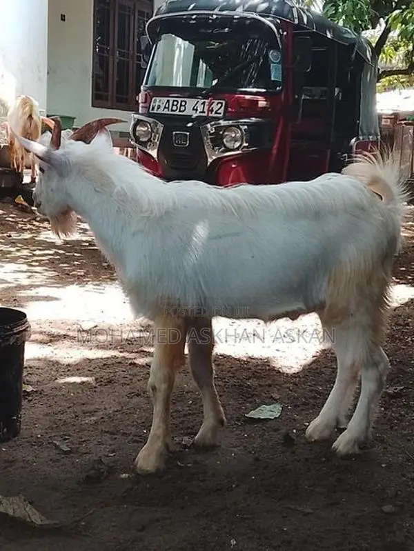 Saanen Goats