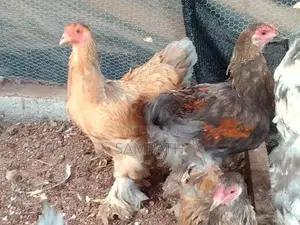 බ්‍රාමා