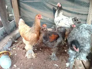 බ්‍රාමා