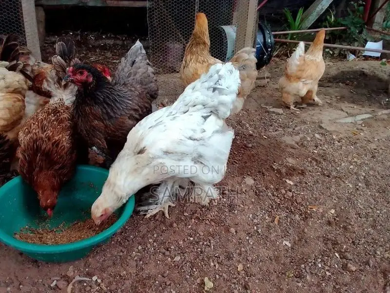 බ්‍රාමා
